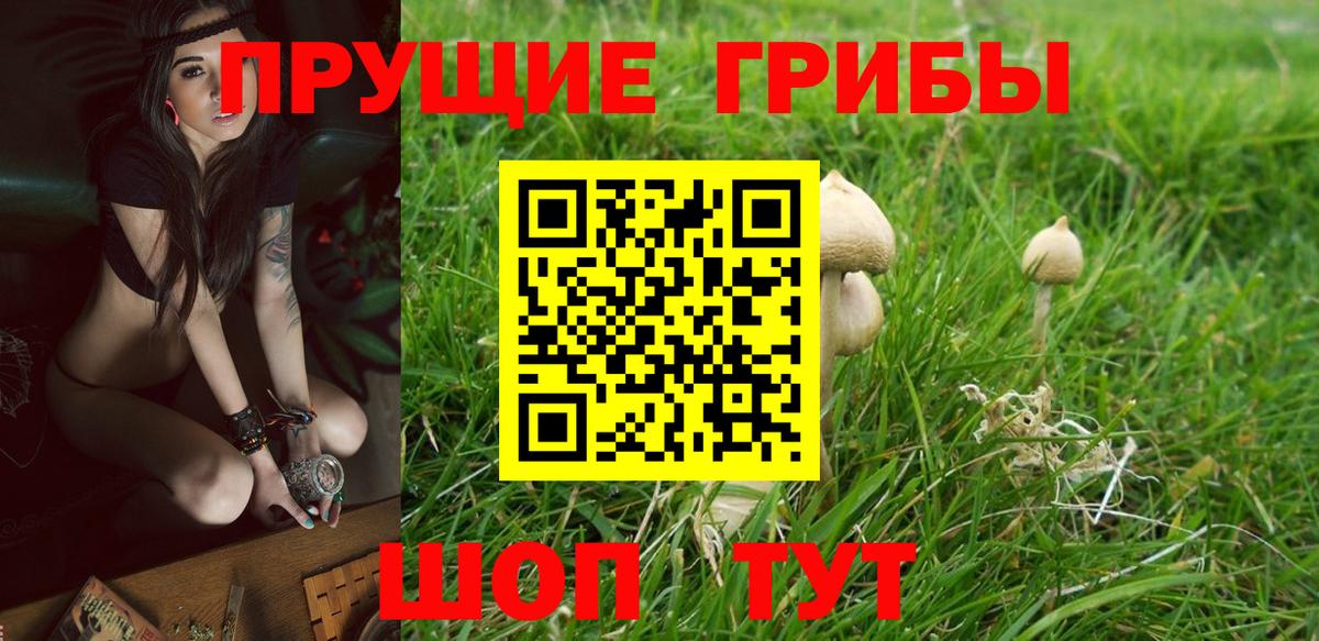Псилоцибиновые грибы GOLDEN TEACHER Волгоград